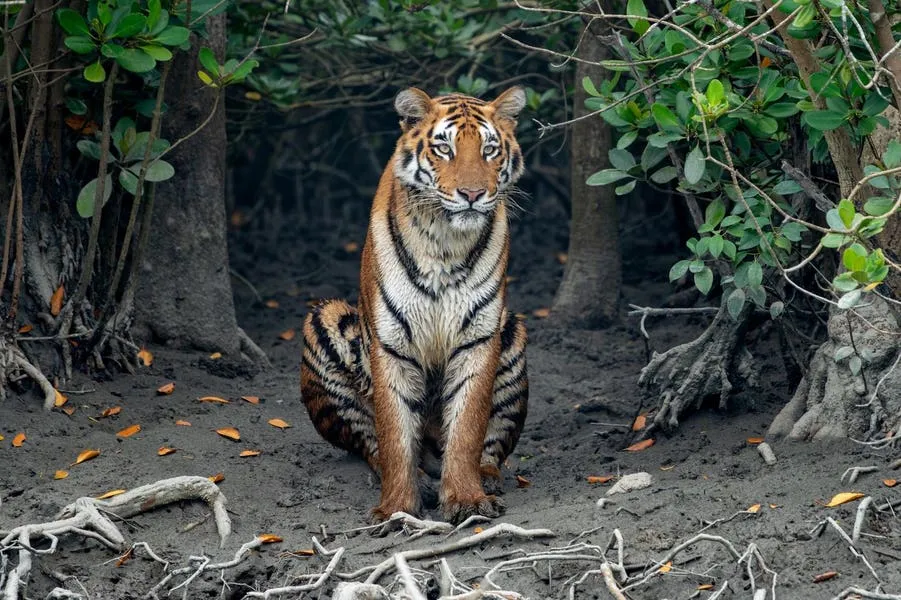 This Lush Indian Park Is Home To Swimming Tigers And Fearsome Snakes
