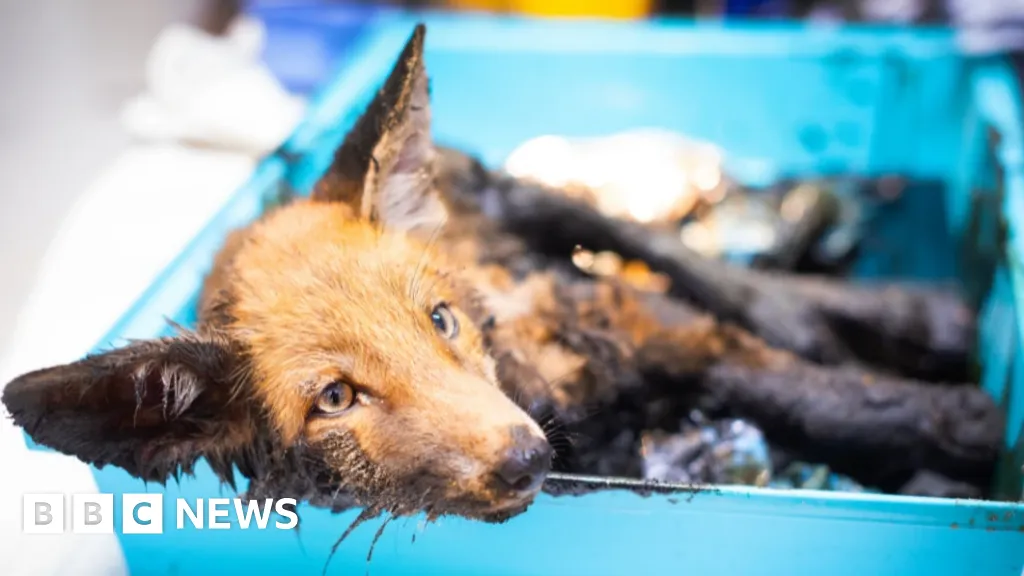 Remarkable animal rescues in 2025