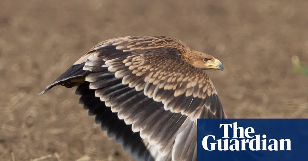 No trees, no food, shot for fun ... yet Serbia's imperial eagles are making an improbable return