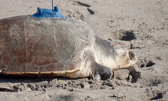 A 3-limbed Kemp's ridley sea turtle is now being tracked at sea by...