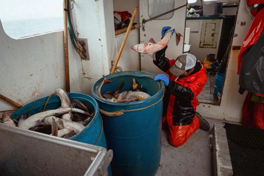 To Save Sharks, We Need Smarter Fishing Rules