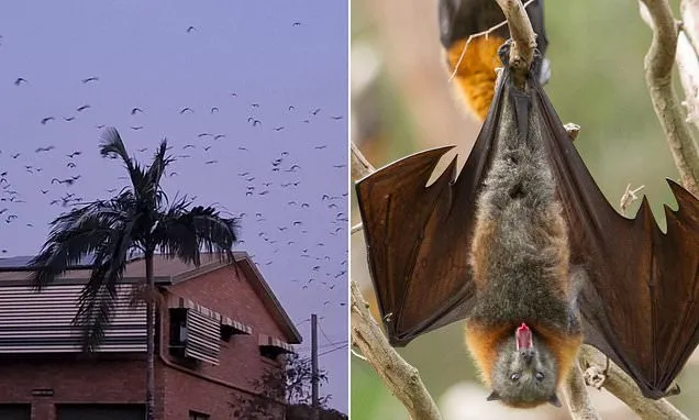 Residents forced to flee their homes after bats descend on Aussie city