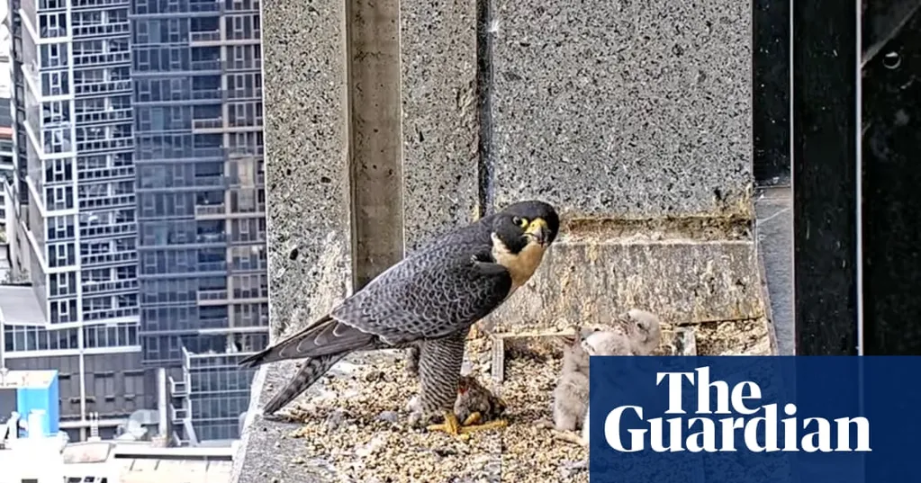 Melbourne's skyscraper falcon chicks set for first flight as livestream audience becomes 'permanent watch parties'