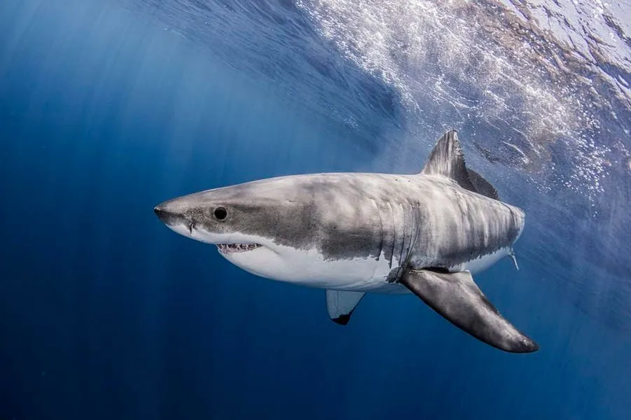 Shark Bites In 2025: Understanding The Real Risk Around The World