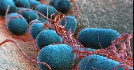 Mom sues caterer after daughter falls ill in E. coli outbreak in St. Louis County; cases climb to 94