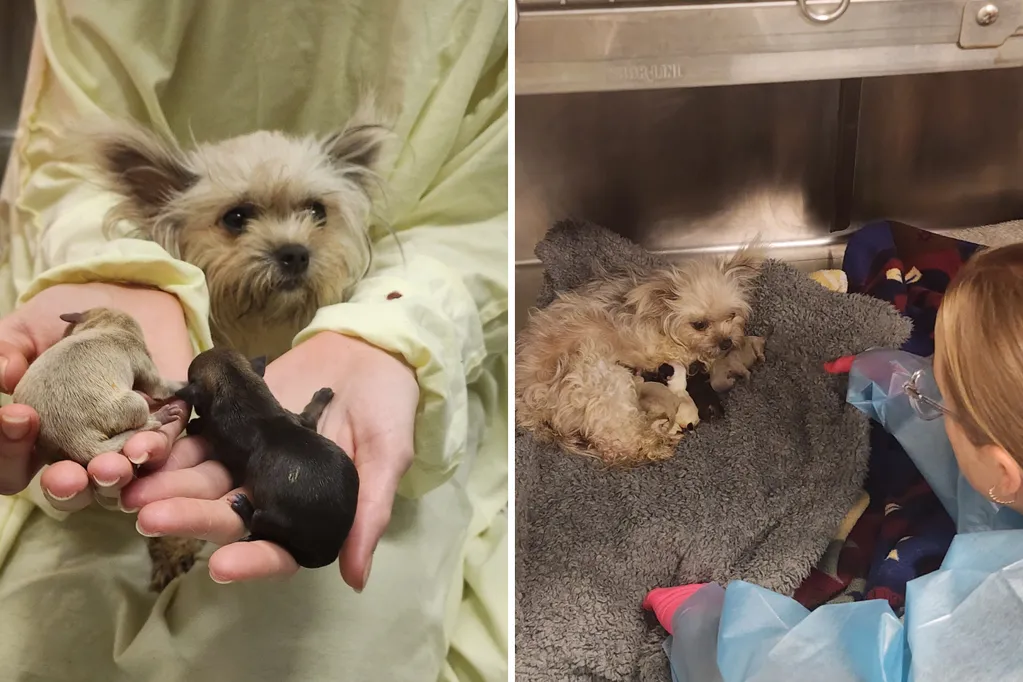 Three tiny puppies survive against the odds as exhausted mom fights