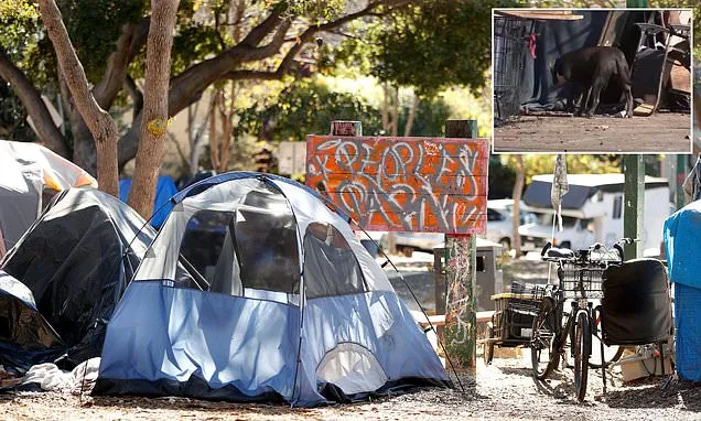 Tropical fatal disease spreads through Bay Area homeless encampments