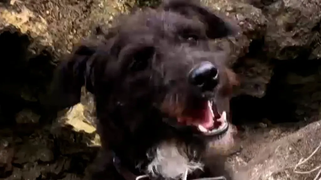 Moment Coastguard rescue dog who fell off 300ft cliff onto small ledge