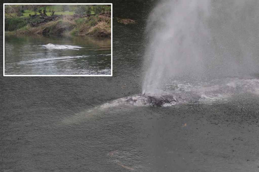 Gray whale that swam 20 miles up a Washington state river is found dead