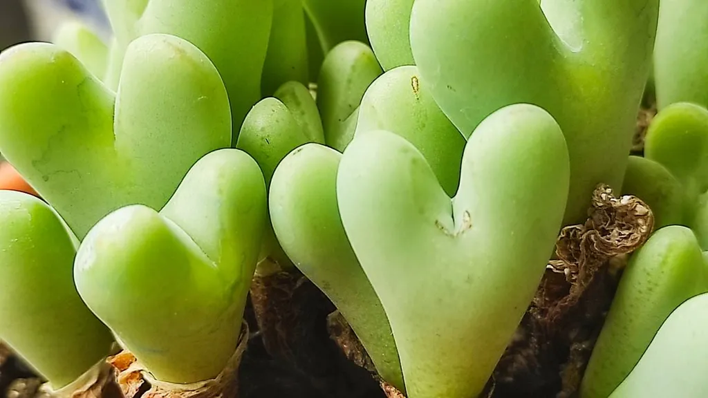 Rare plants being poached and sold for thousands of dollars