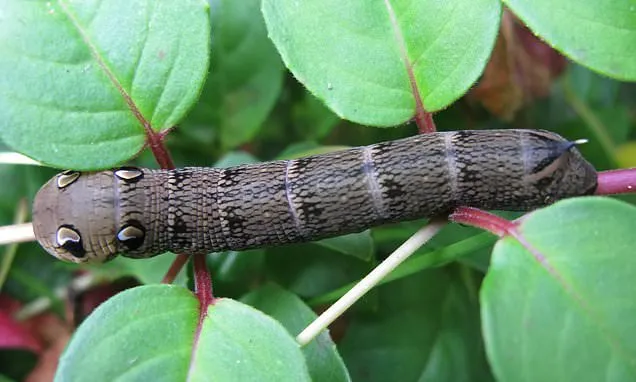 Gardeners urged to ALLOW caterpillars to destroy gardens this spring