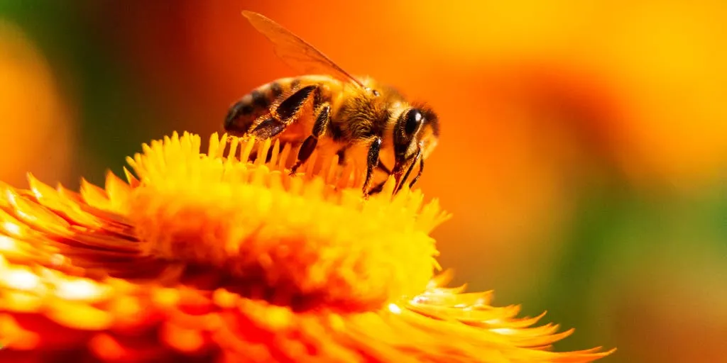 Billionaire's death after swallowing bee raises questions about rare cardiac reaction