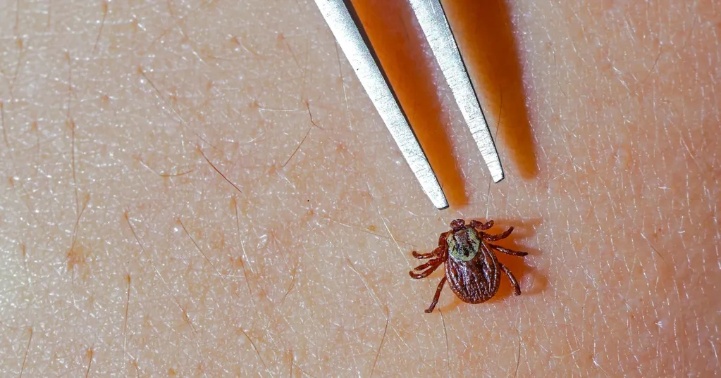 Lyme disease research at Johns Hopkins in jeopardy due to federal funding delays