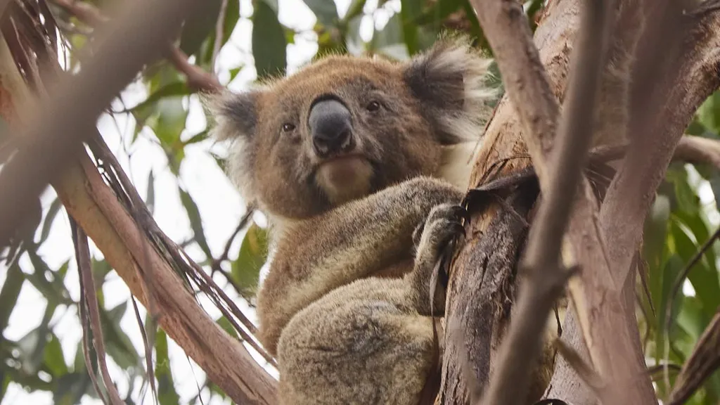 Outrage over koala 'massacre': Helicopters sniper hundreds dead
