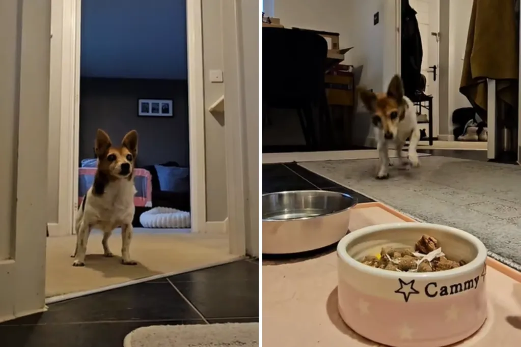 Hearts melt at 22-year-old dog who can't contain her excitement at mealtime
