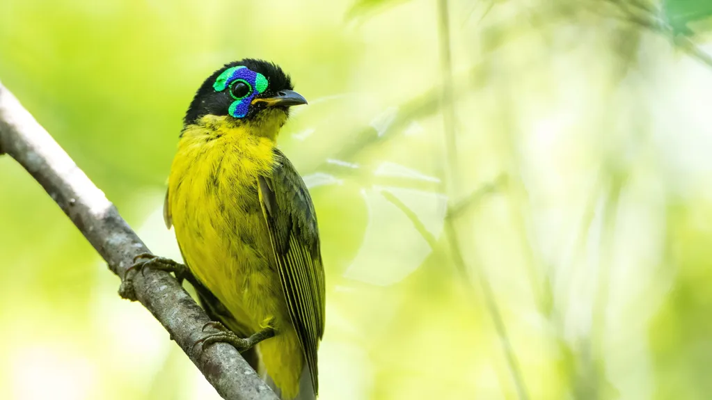 I.U.C.N. Updates Its Red List on the Global Status of Wildlife