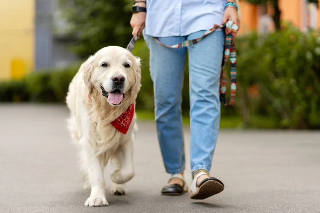 These are the top 10 dog breeds who walk the most
