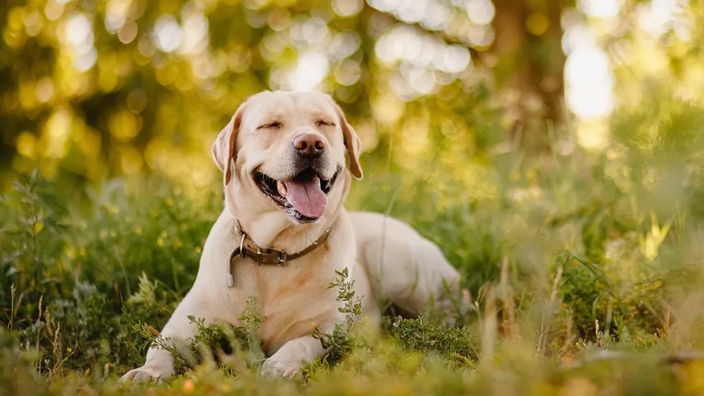 Scientists believe longevity pill for dogs could lengthen human life