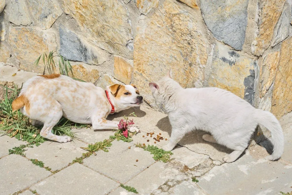 Cat sees dog walking past store daily, response goes viral: 