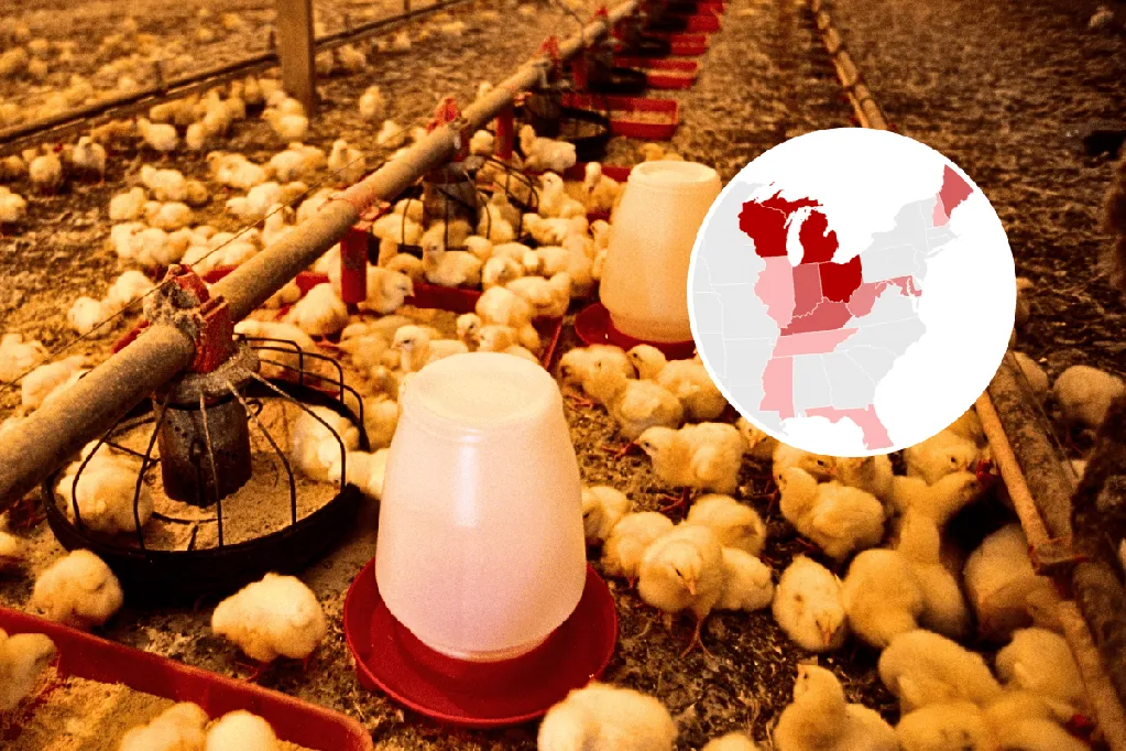 Map shows drug-resistant salmonella outbreak across 13 states