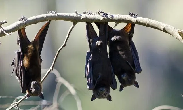 Australian man dies from 'extremely rare' bat bite virus