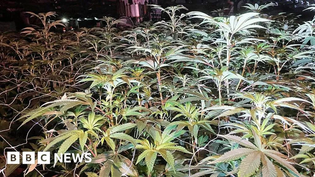 Village homes, a casino and under the M1 - finding cannabis farms