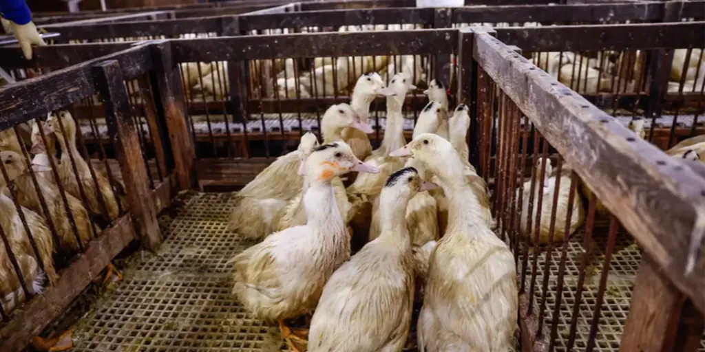 Local organization hopes to push forward ban on foie gras in Portland restaurants