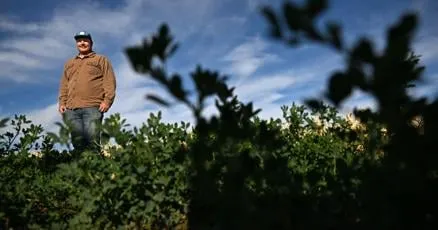 Colorado River debate puts thirsty alfalfa in the crosshairs. Could alternatives to the 'queen of forage' save water?