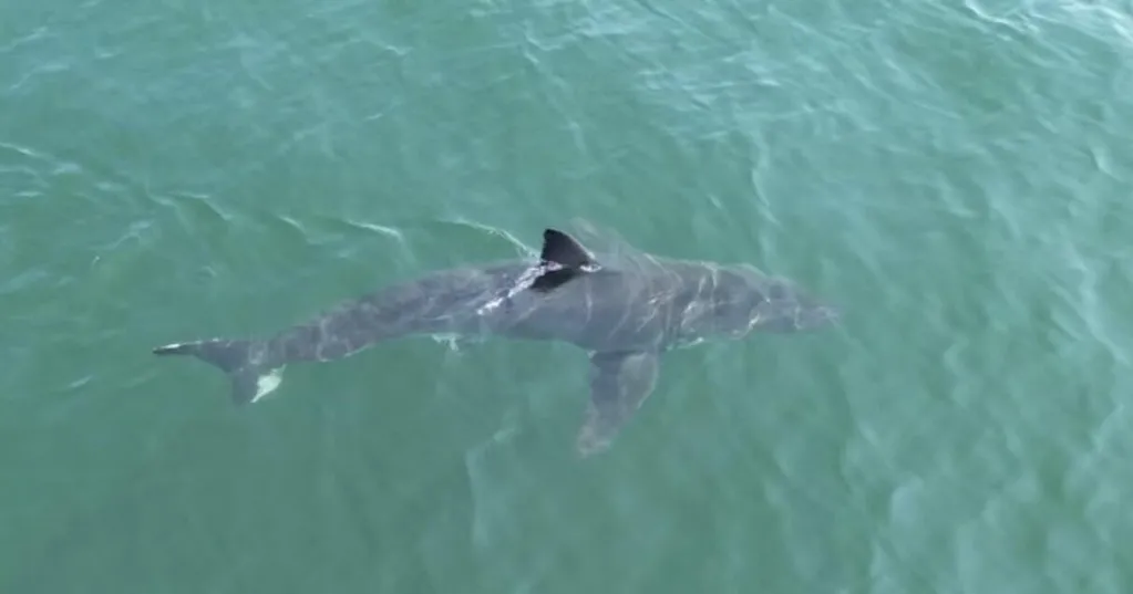 Great white sharks are spending more time in northern waters off New England and Canada. Here's what to know.