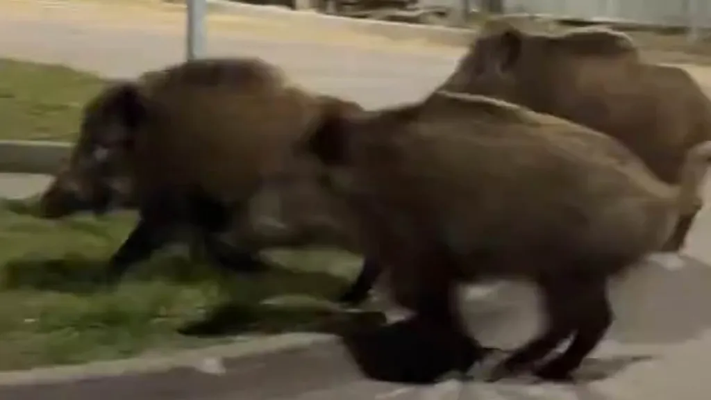 Warsaw issues kill-on-sight order against rampaging boars