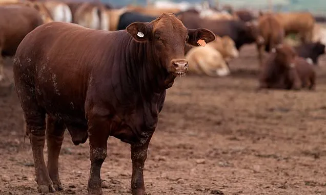South Africa starts mass cattle vaccination program to halt...