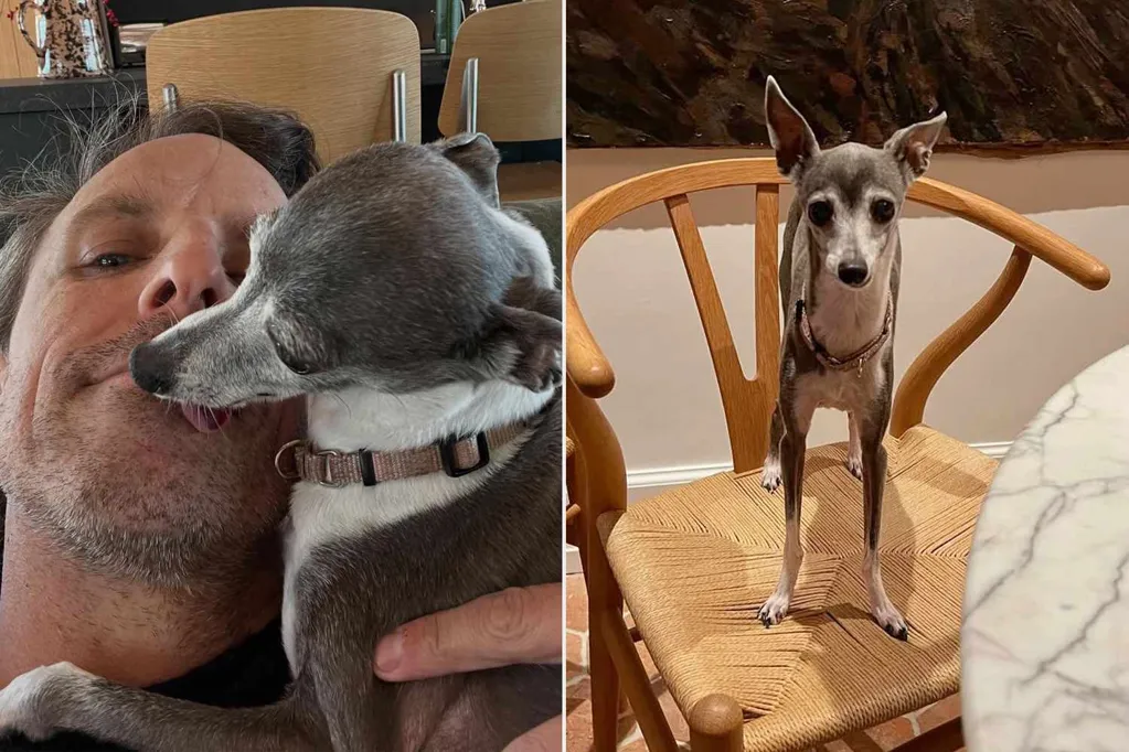 Seth Meyers' Dog Frisbee, Famously Disliked by Andy Samberg, Dies at 14