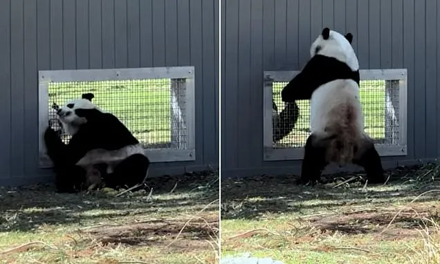 Pandas 'flirting' through window in a milestone for the cute species