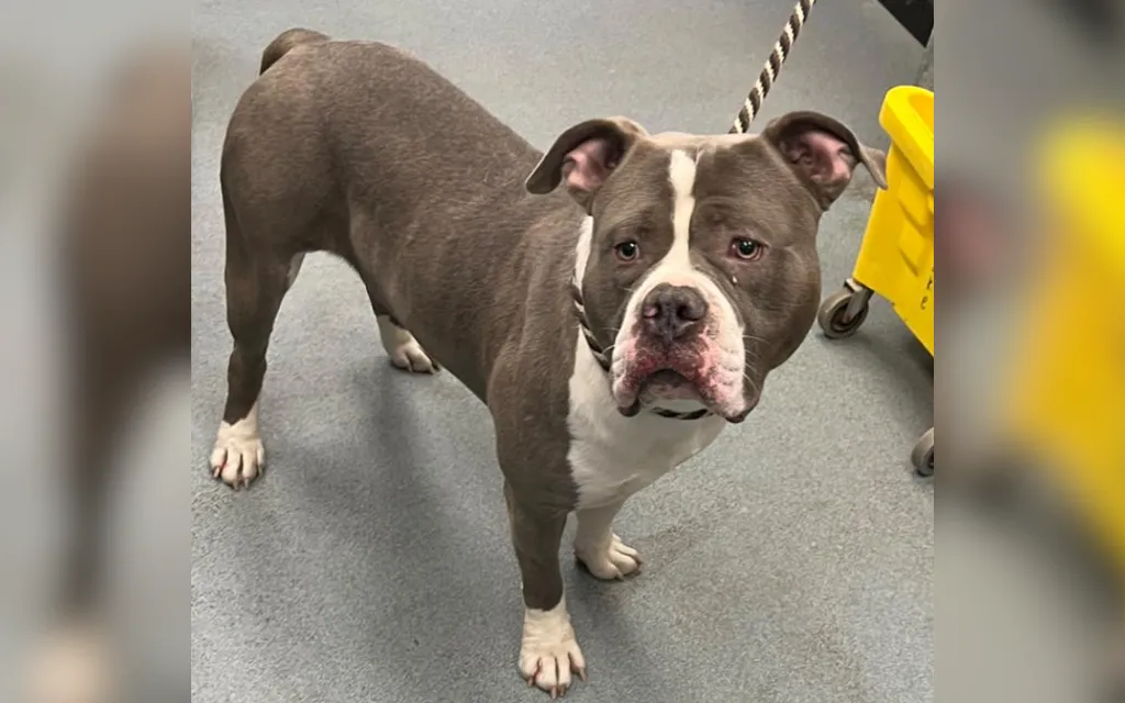 Shelter staff suspicious so they drug test dog, discover he's on cocaine