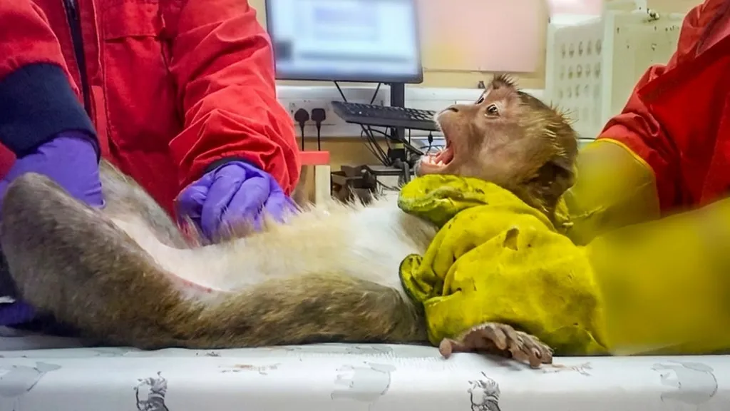 Pictured: The monkeys force-fed to test fat jabs