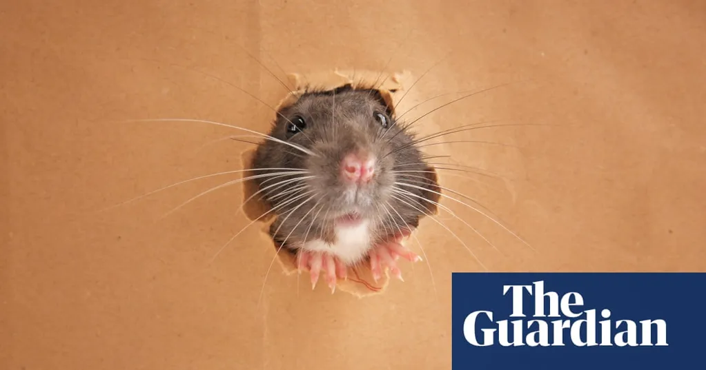 'The whole back of my HiLux was covered in rats': what to do about Sydney's growing vermin problem?