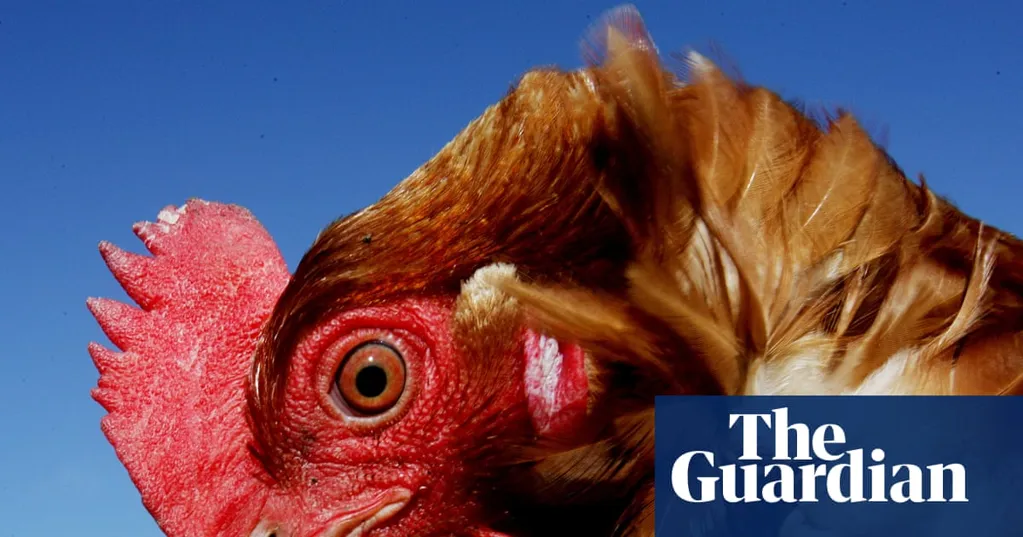 Labour's animal welfare strategy does not go far enough | Letters