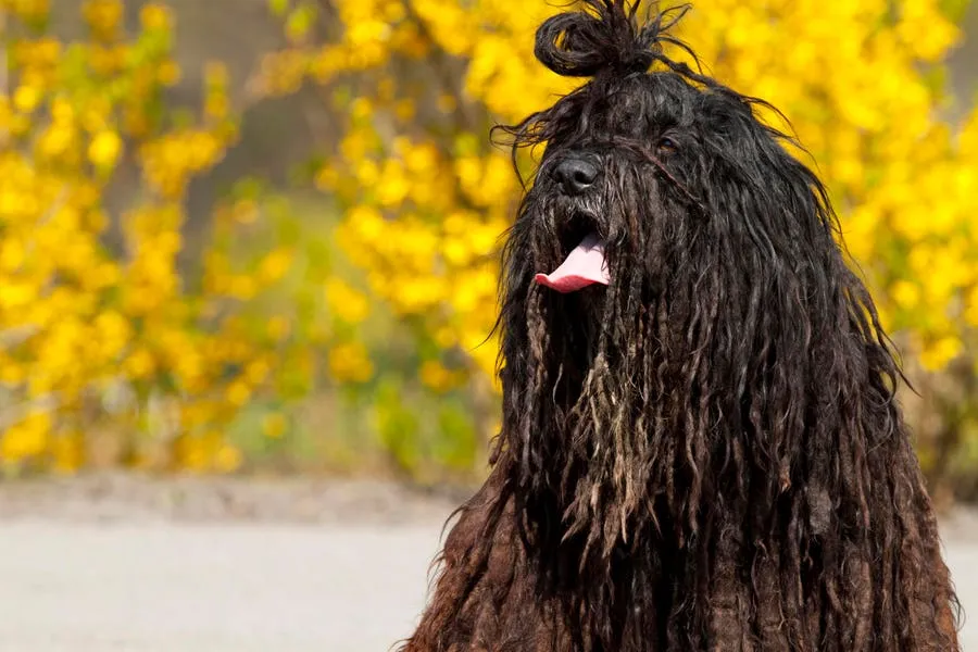 A Biologist Reveals The 3 Most Popular Dog Breeds In The United States  --  And The 3 Least Popular