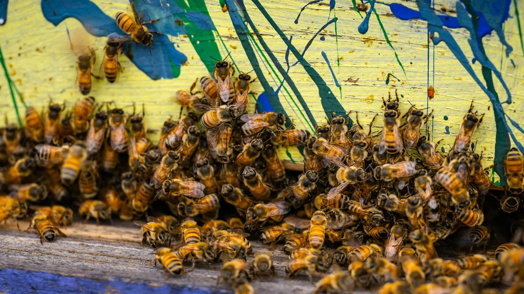 Beekeeper Gets Jail After a Swarm Is Unleashed During an Eviction