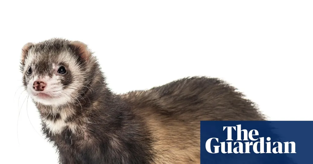 Predatory feral ferrets removed from an island for the first time ever