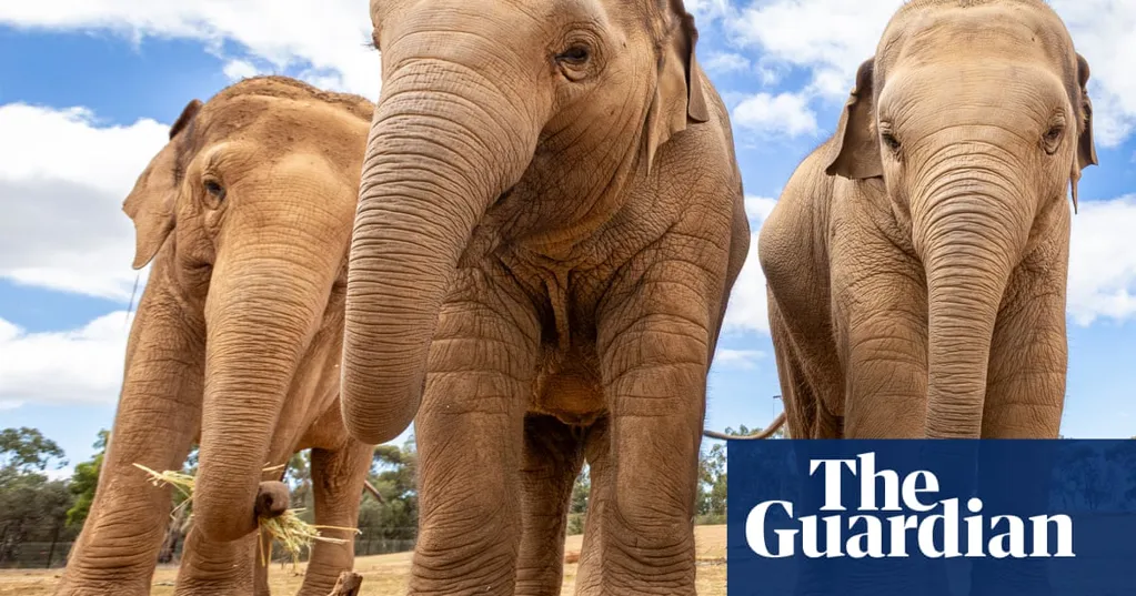 'Life that they deserve': why Australia's elephants are moving out of city zoos