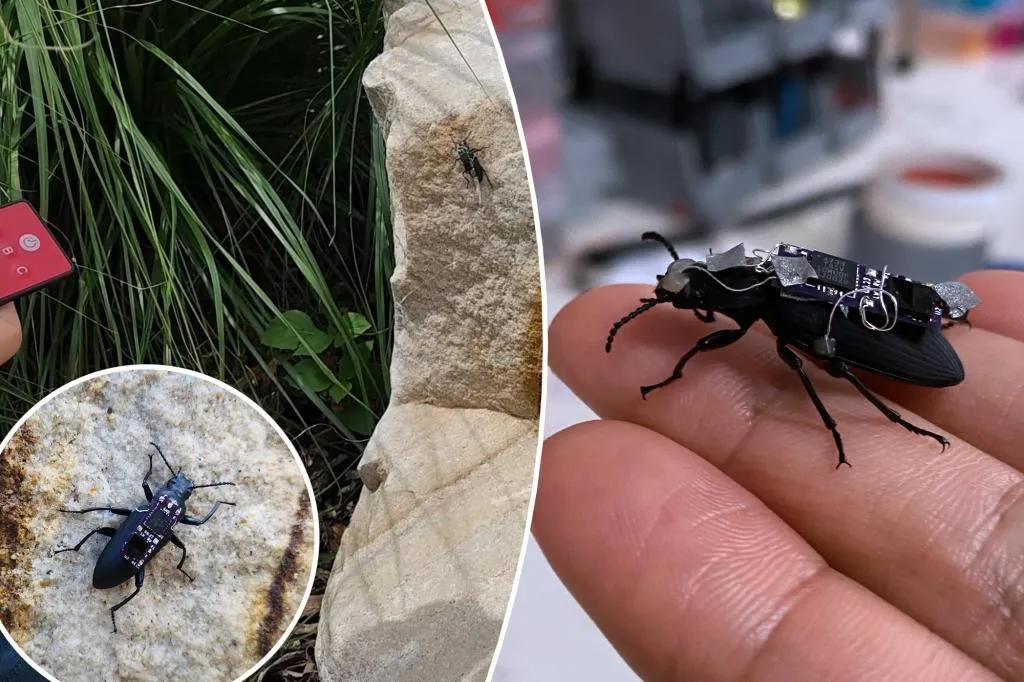 Creepy, futuristic 'cyborg' beetles may help rescue victims of...
