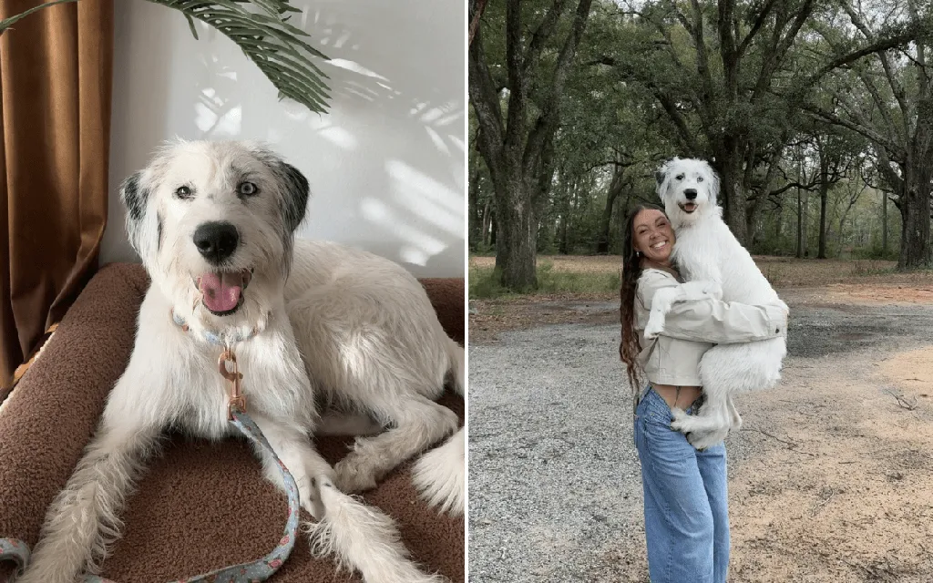 Rescue says dog is mix of 