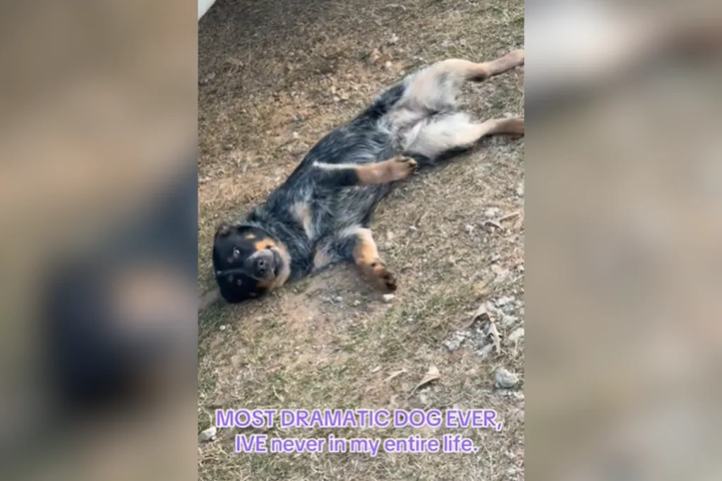 Worried dog owner spends $300 at vet visit -- not prepared for the diagnosis