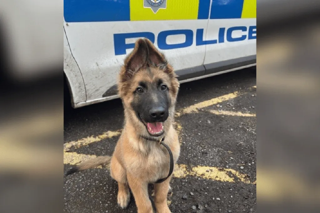 Stray pup ends up in shelter -- chance meeting with visitor changes everything