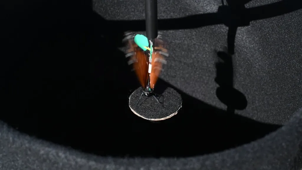 In Pursuit of the Monarch's Magnetic Sense