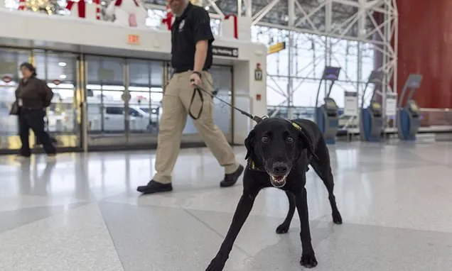 Argo the dog, a TSA calendar star, protects air travelers by...