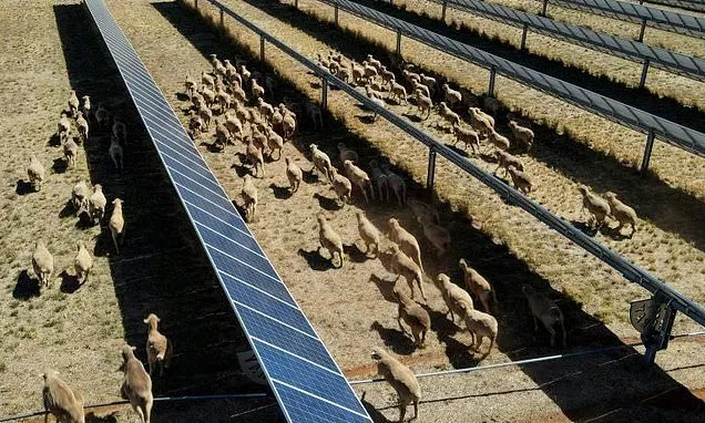 'Solar sheep' help rural Australia go green, one panel at a time