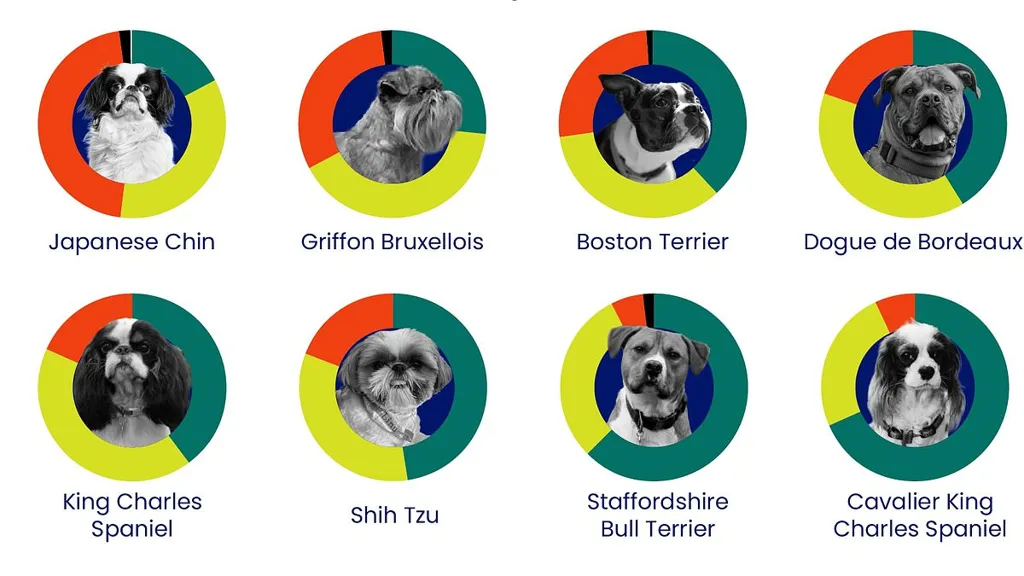 Experts reveal the 15 dog breeds at risk of SERIOUS breathing problems