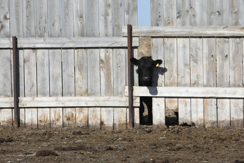 North Dakota Stockmen's Association raises $757,000 for ranchers harmed by historic wildfires